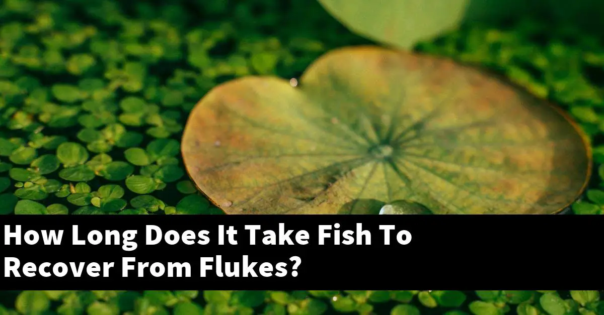 How Long Does It Take Fish To Recover From Flukes?