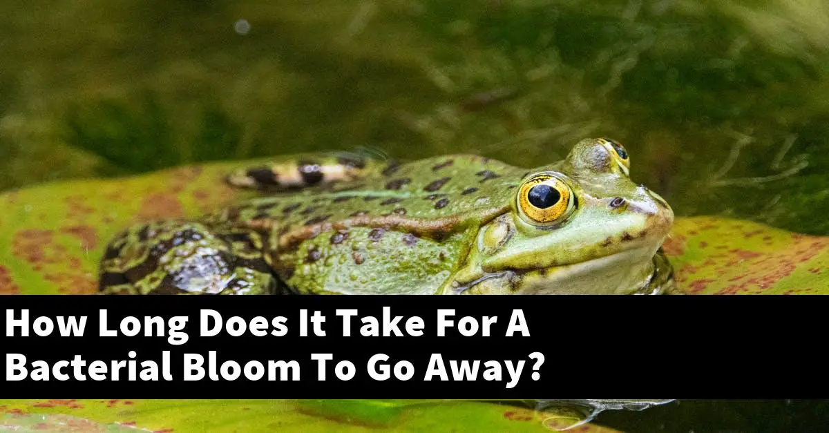 How Long Does It Take For A Bacterial Bloom To Go Away?