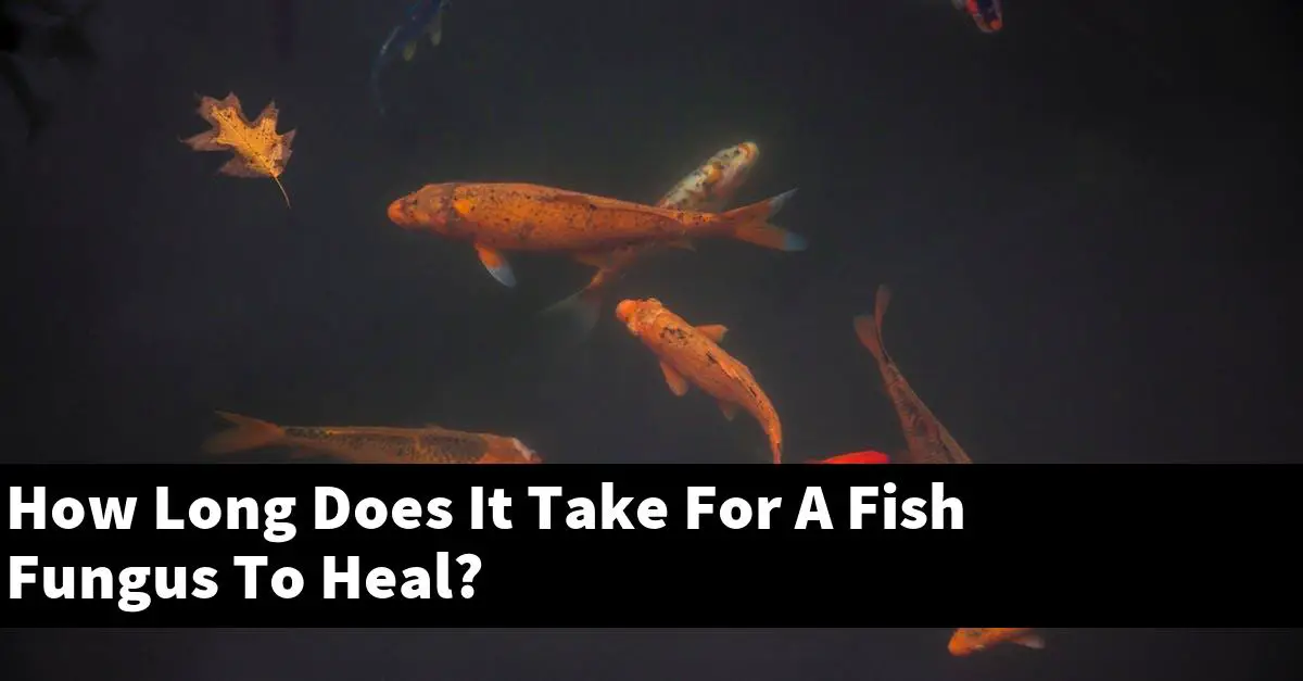 How Long Does It Take For A Fish Fungus To Heal?