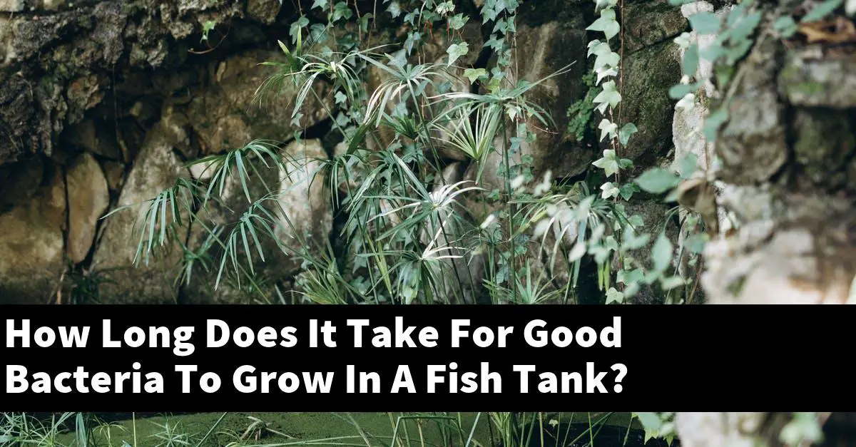 How Long Does It Take For Good Bacteria To Grow In A Fish Tank?