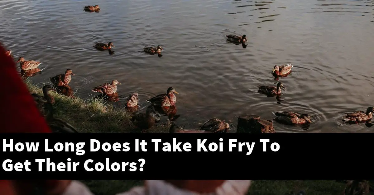 How Long Does It Take Koi Fry To Get Their Colors?
