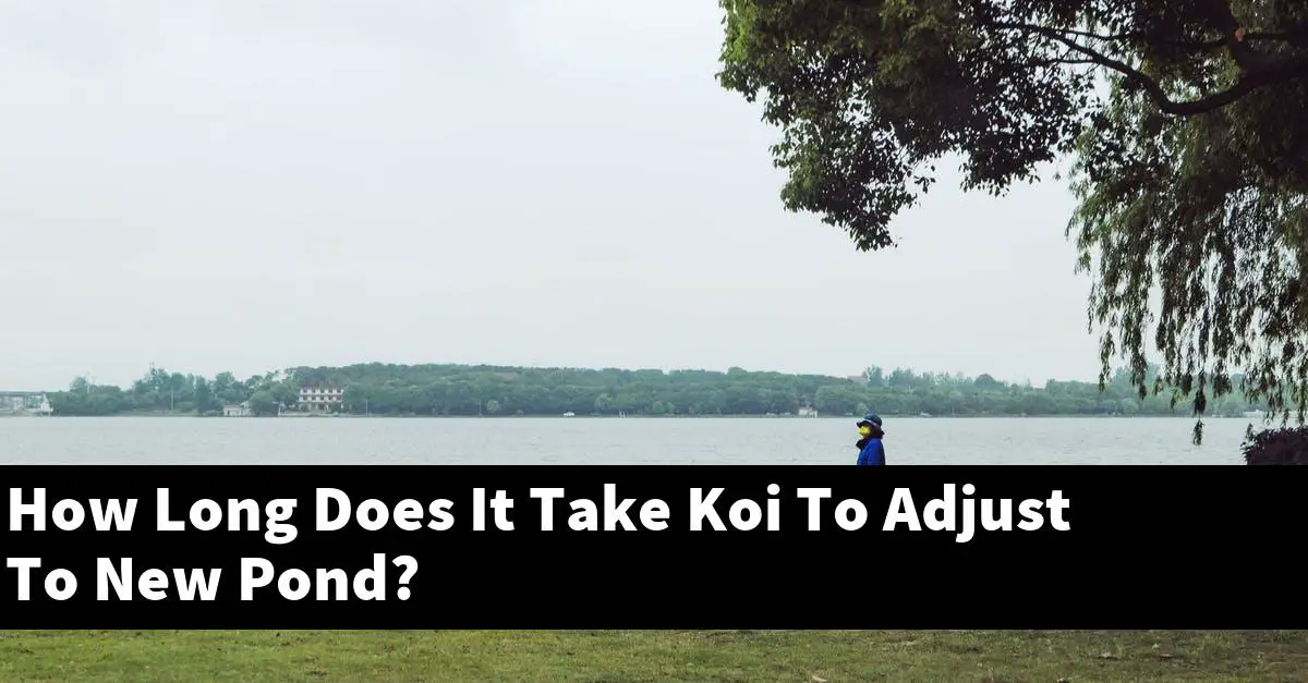 How Long Does It Take Koi To Adjust To New Pond?
