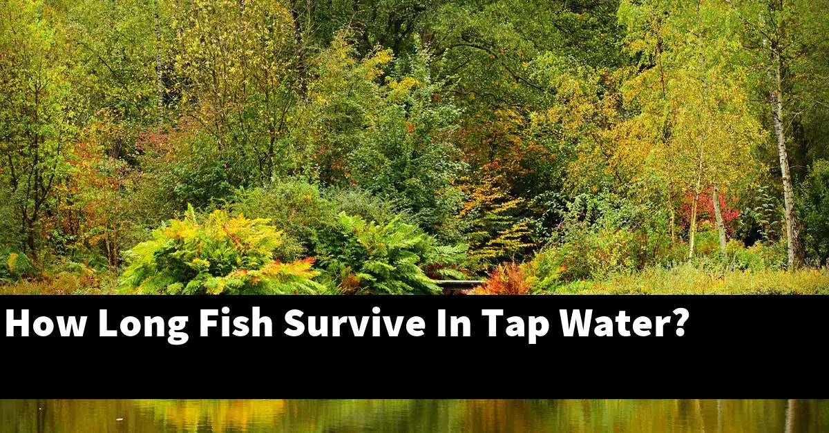 How Long Fish Survive In Tap Water?