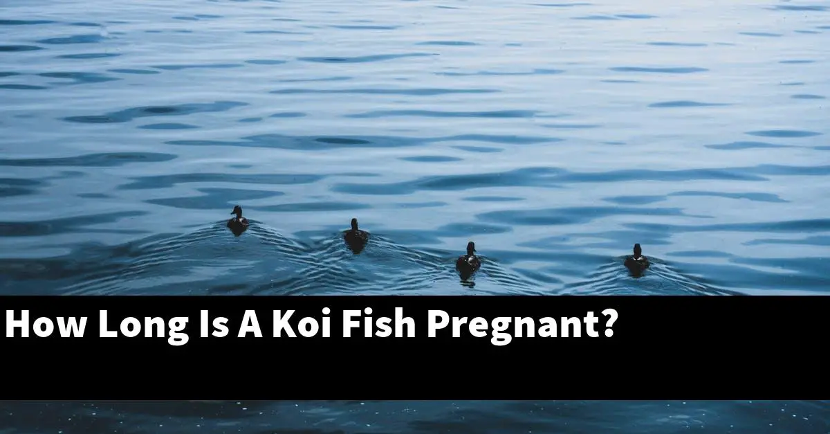 How Long Is A Koi Fish Pregnant?