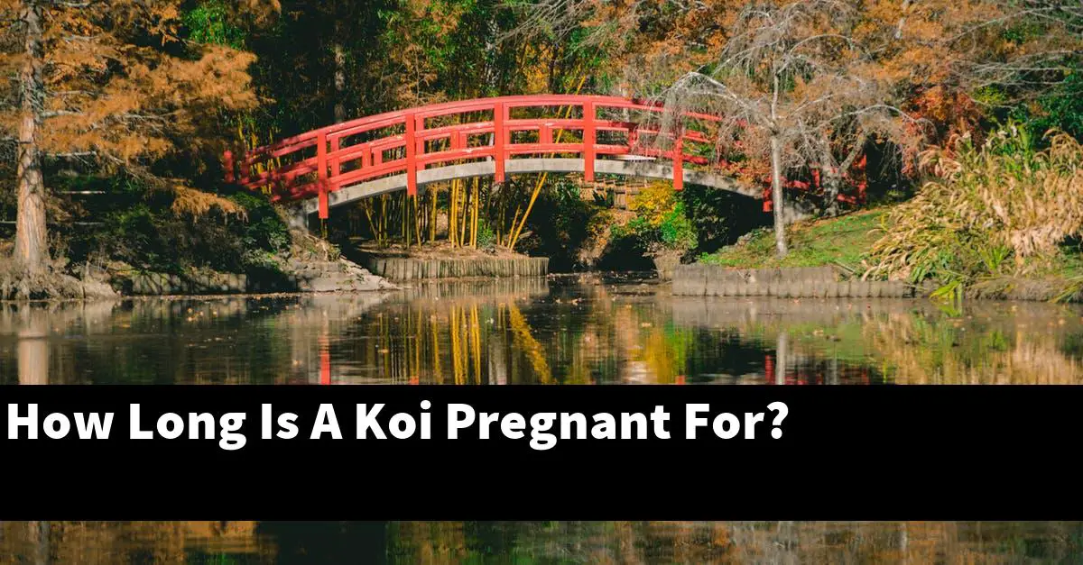 How Long Is A Koi Pregnant For?