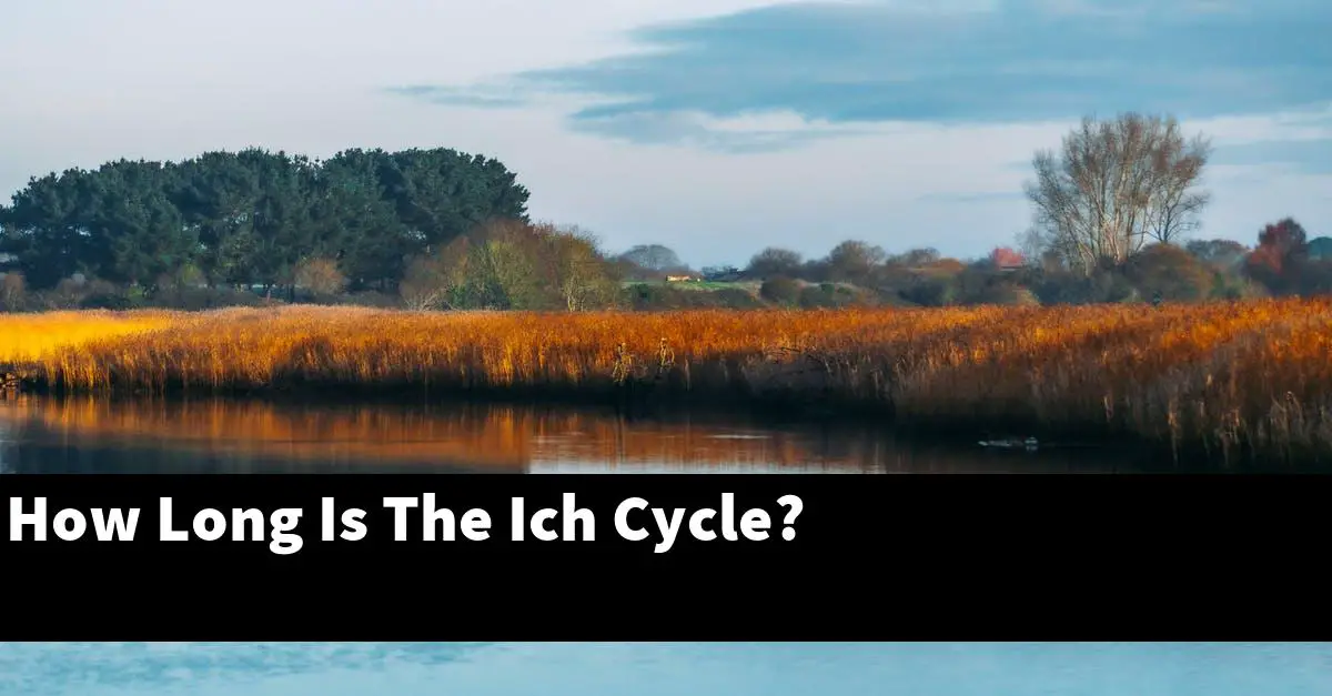 How Long Is The Ich Cycle?