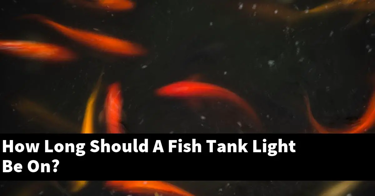 How Long Should A Fish Tank Light Be On?