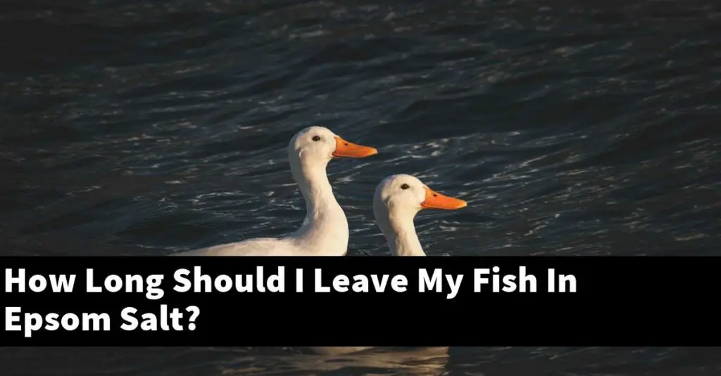 How Long Should I Leave My Fish In Epsom Salt? [2024 Guide] Gold Koi Fish