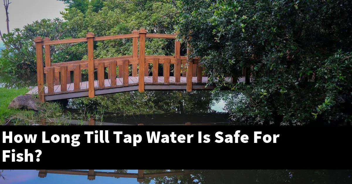 How Long Till Tap Water Is Safe For Fish?