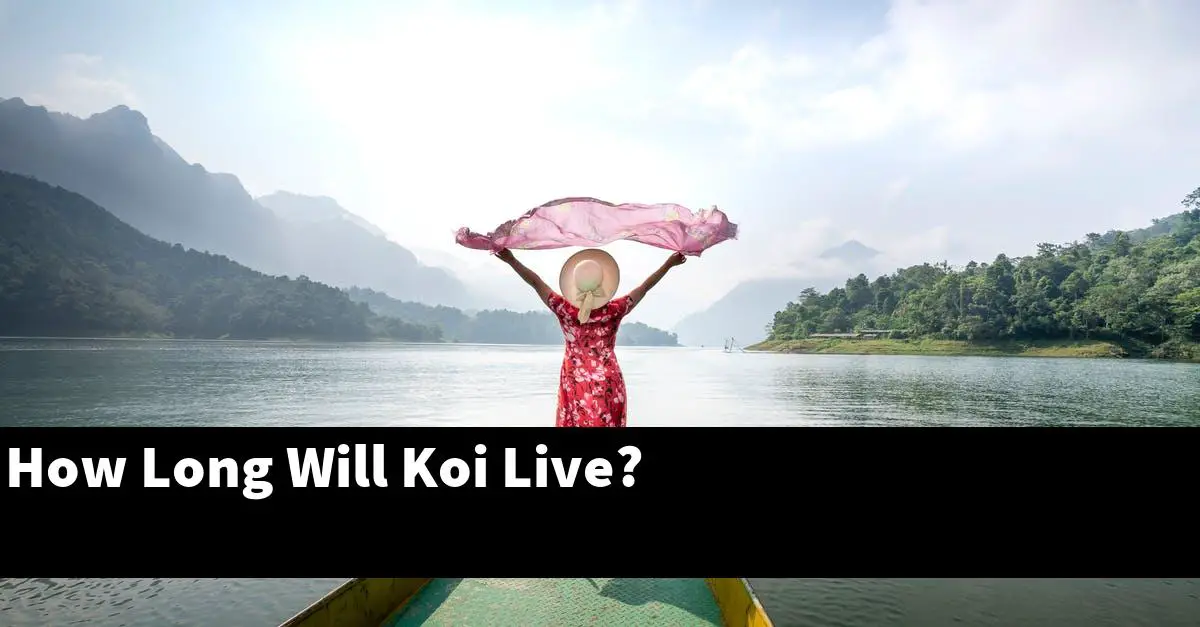 How Long Will Koi Live?