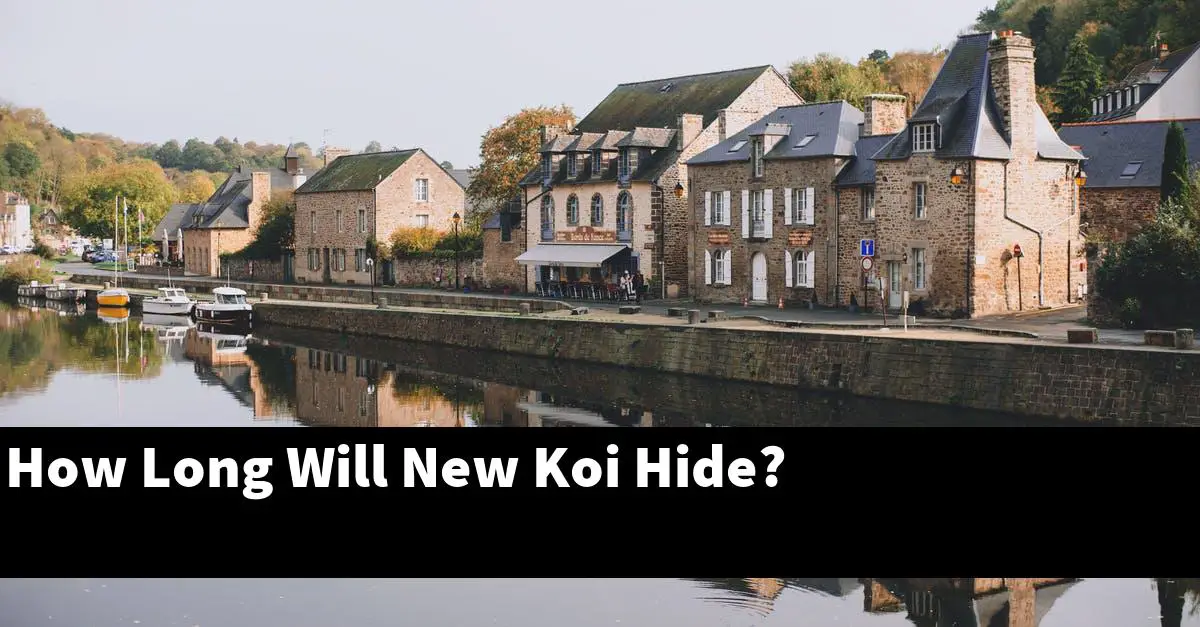 How Long Will New Koi Hide?