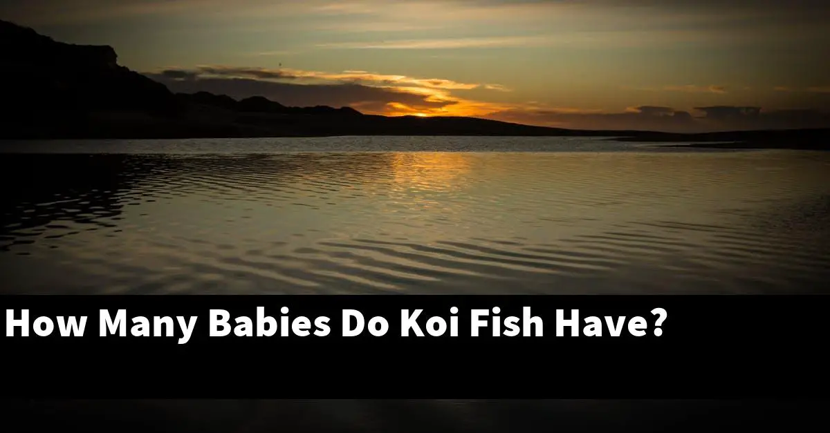 How Many Babies Do Koi Fish Have?