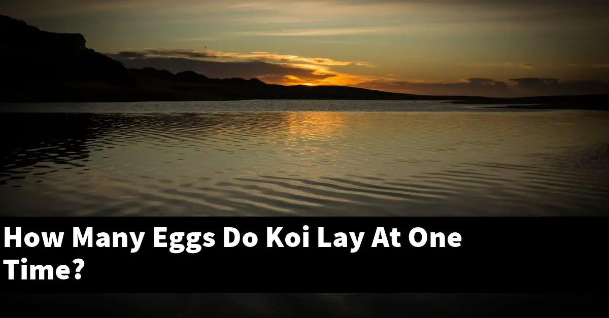 How Many Eggs Do Koi Lay At One Time?