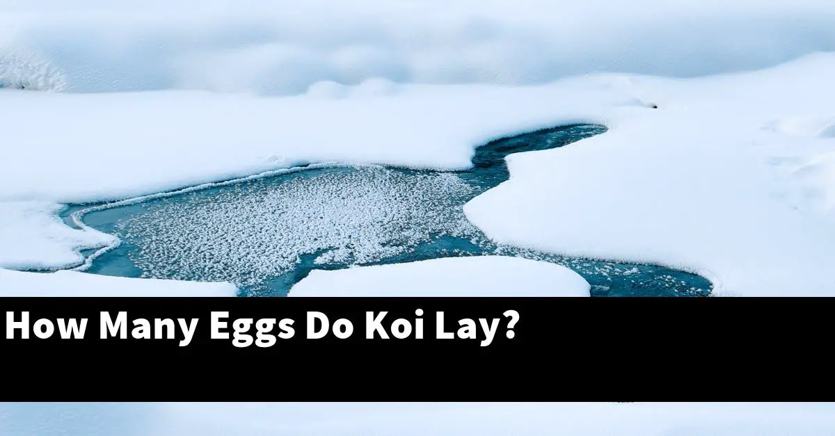 How Many Eggs Do Koi Lay?