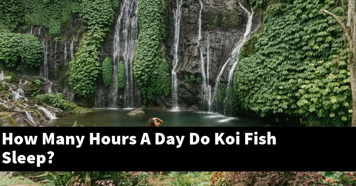 How Many Hours A Day Do Koi Fish Sleep?