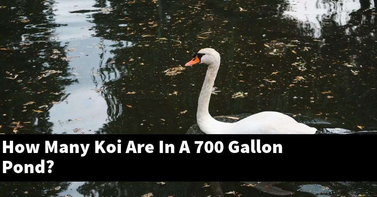 How Many Koi Are In A 700 Gallon Pond?