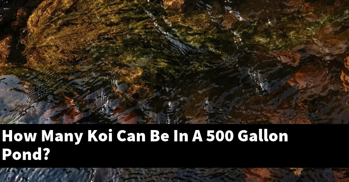 How Many Koi Can Be In A 500 Gallon Pond?