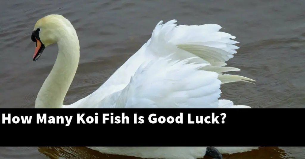 How Many Koi Fish Is Good Luck? [2024 Guide] Gold Koi Fish
