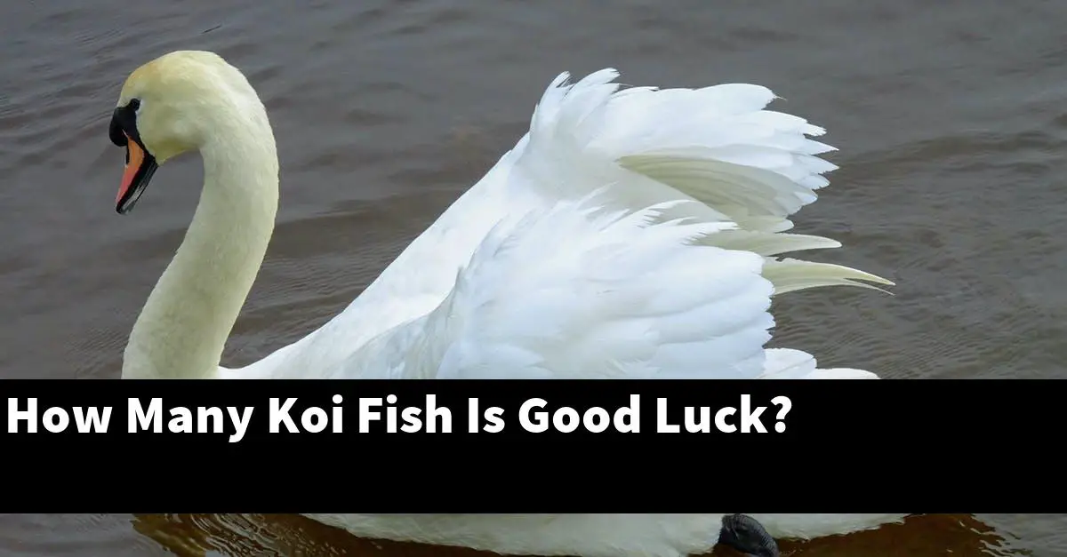 How Many Koi Fish Is Good Luck?