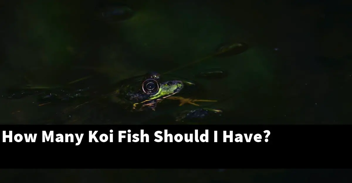 How Many Koi Fish Should I Have?