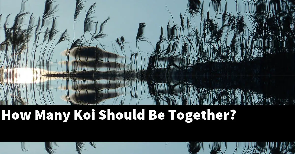 How Many Koi Should Be Together?