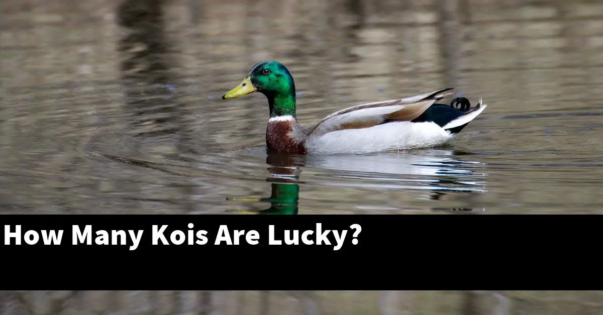 How Many Kois Are Lucky?
