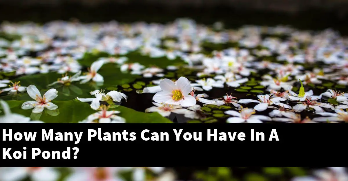 How Many Plants Can You Have In A Koi Pond?