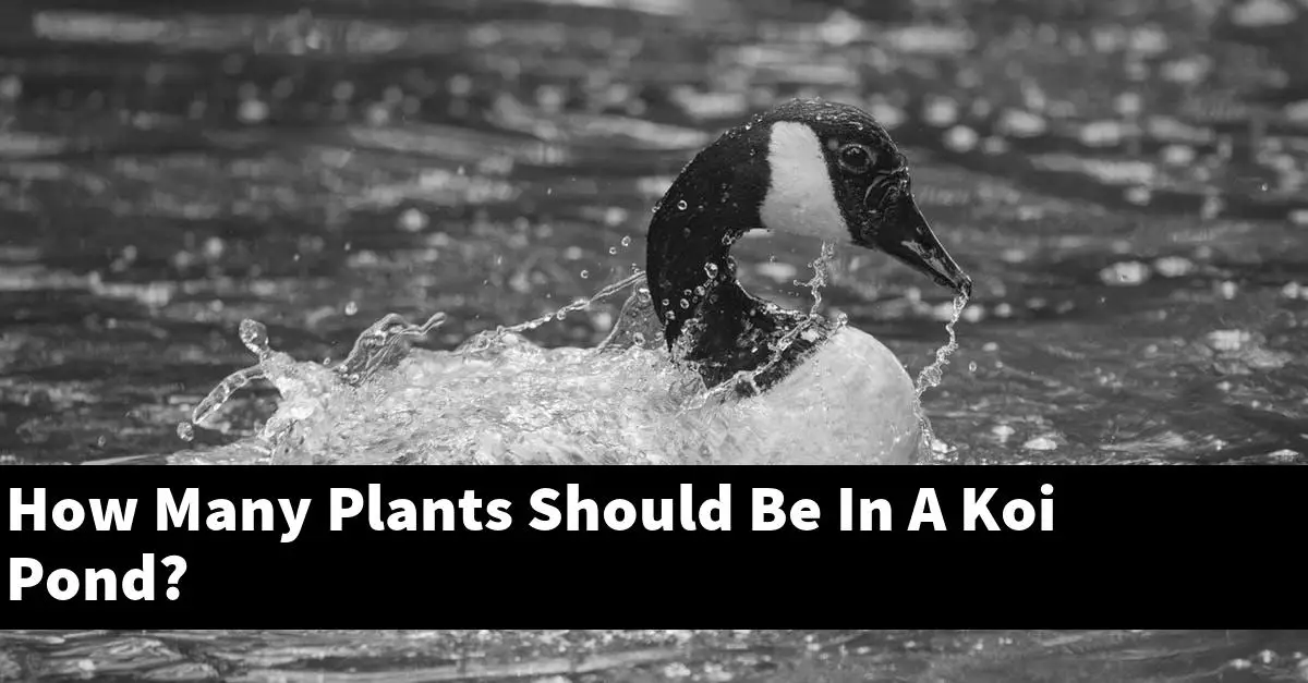 How Many Plants Should Be In A Koi Pond?