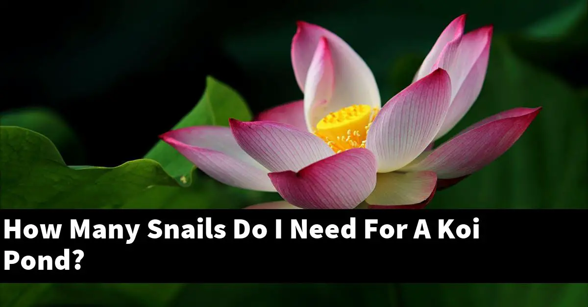 How Many Snails Do I Need For A Koi Pond?
