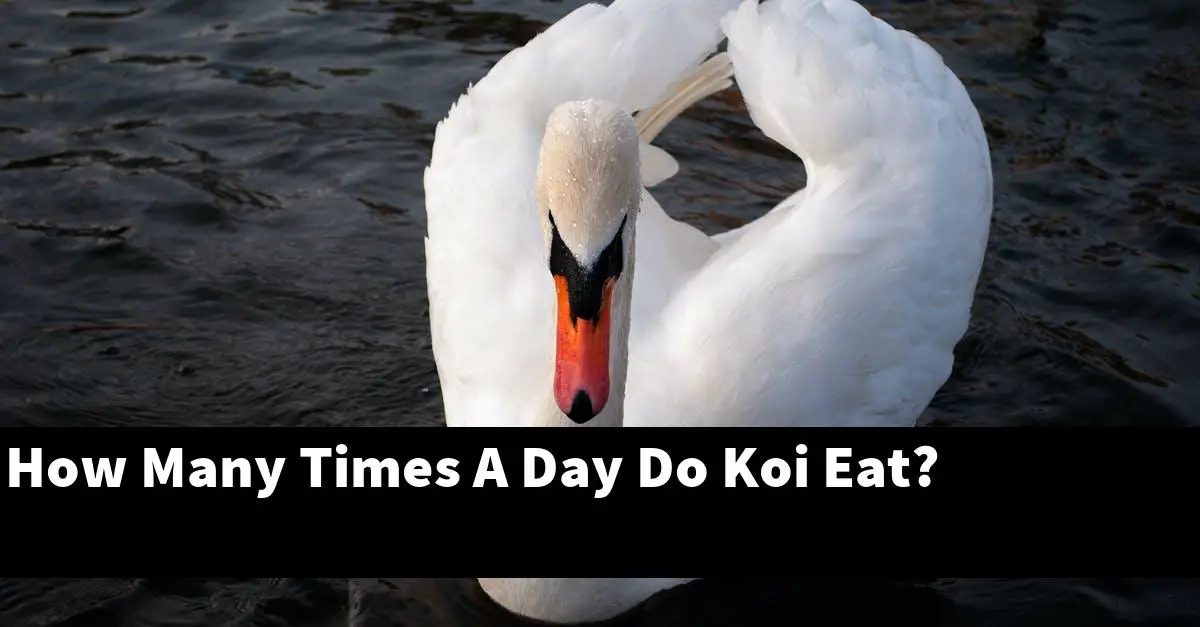 How Many Times A Day Do Koi Eat?