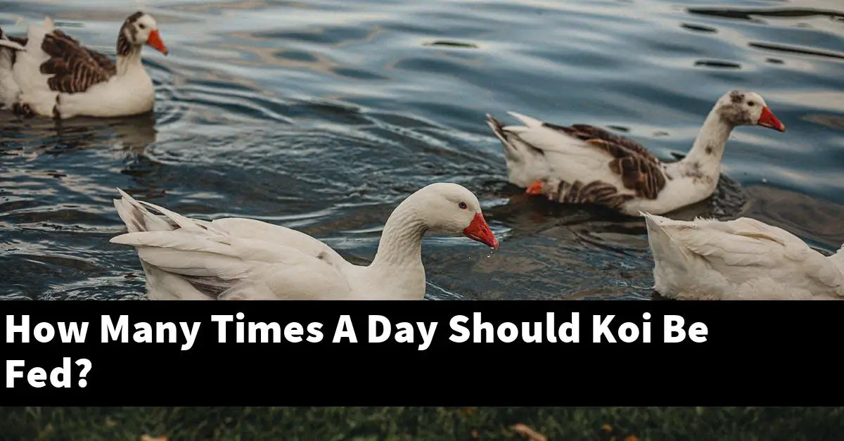 How Many Times A Day Should Koi Be Fed?