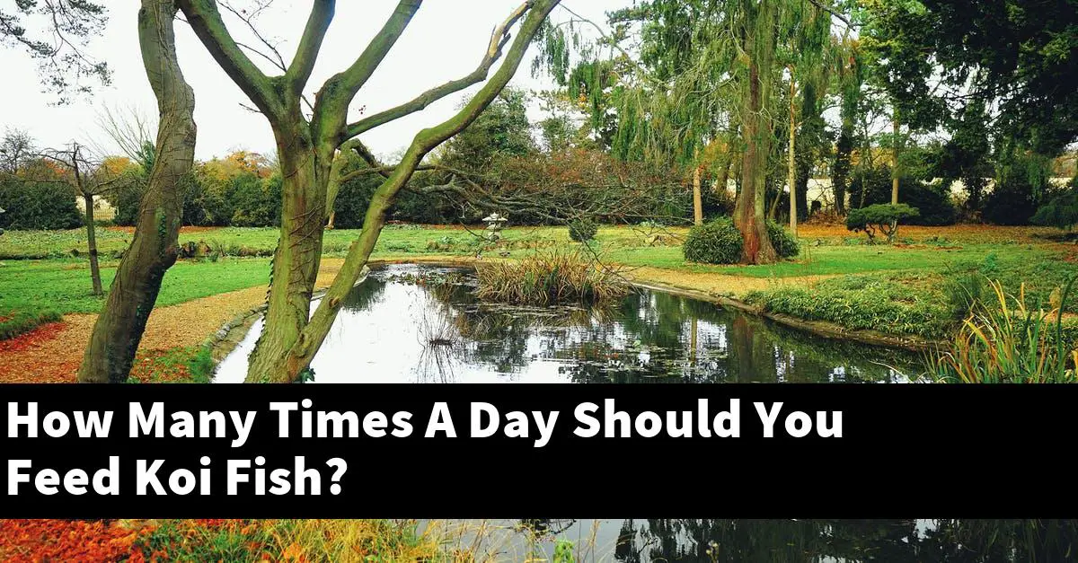How Many Times A Day Should You Feed Koi Fish?