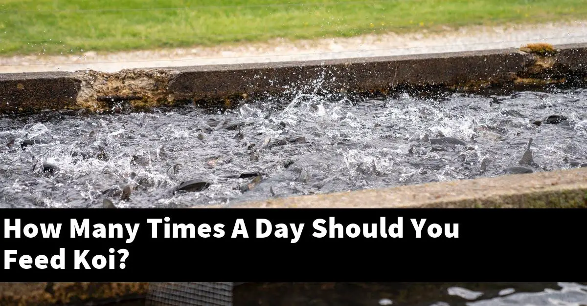How Many Times A Day Should You Feed Koi?