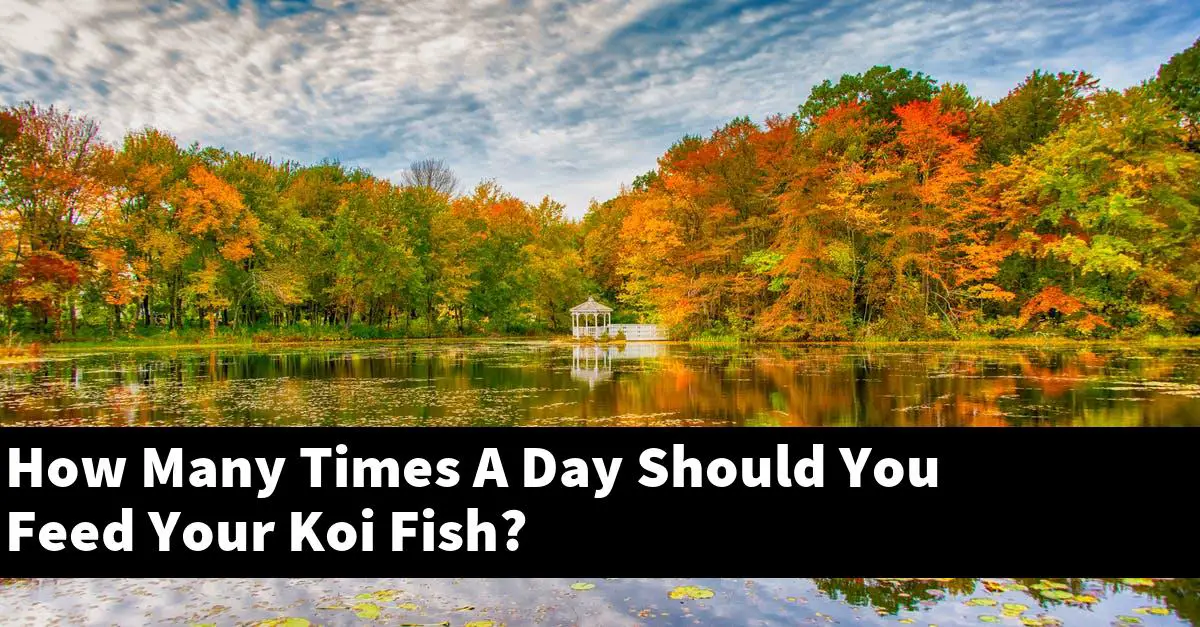 How Many Times A Day Should You Feed Your Koi Fish?