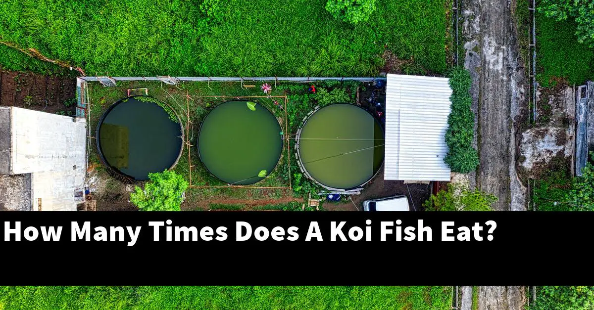How Many Times Does A Koi Fish Eat?