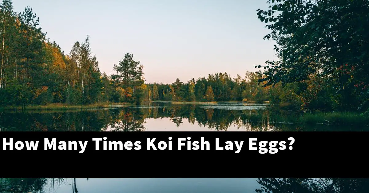 How Many Times Koi Fish Lay Eggs?