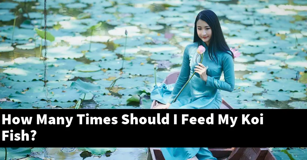 How Many Times Should I Feed My Koi Fish?