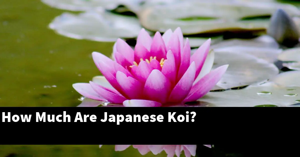 How Much Are Japanese Koi?