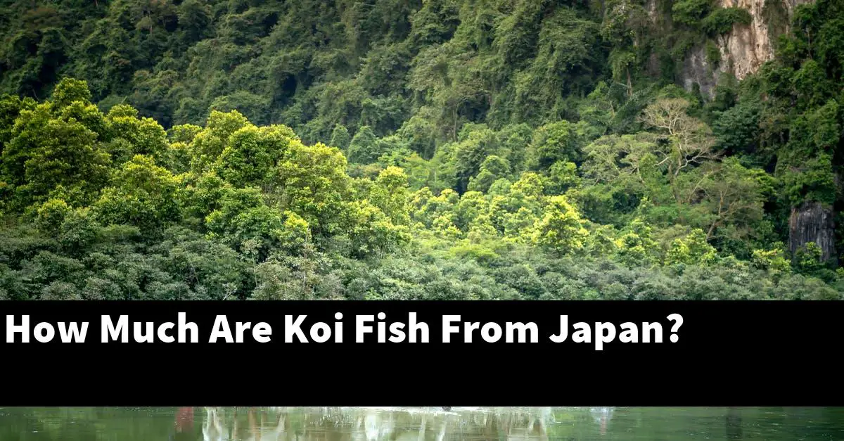 How Much Are Koi Fish From Japan?