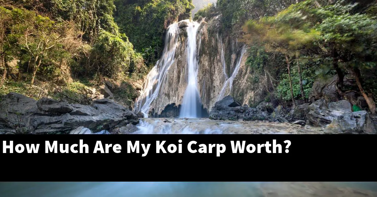 How Much Are My Koi Carp Worth?