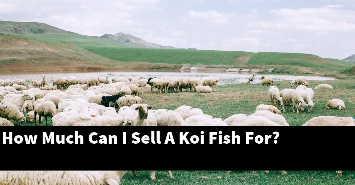 How Much Can I Sell A Koi Fish For?