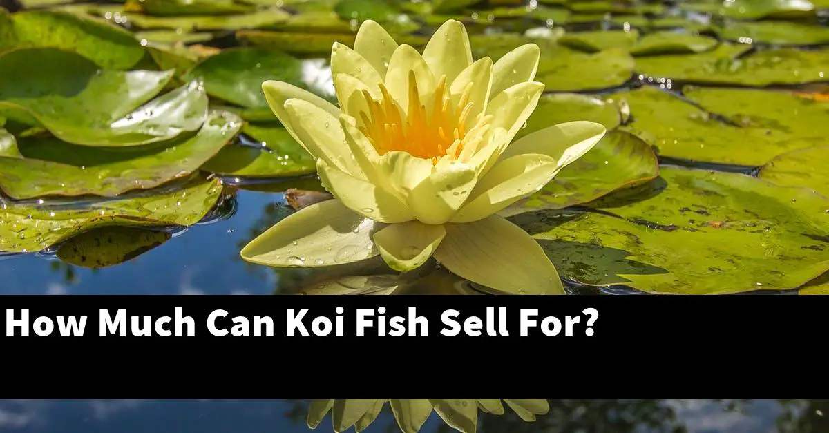 How Much Can Koi Fish Sell For?