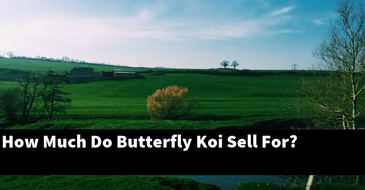 How Much Do Butterfly Koi Sell For?