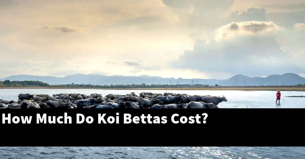 How Much Do Koi Bettas Cost?