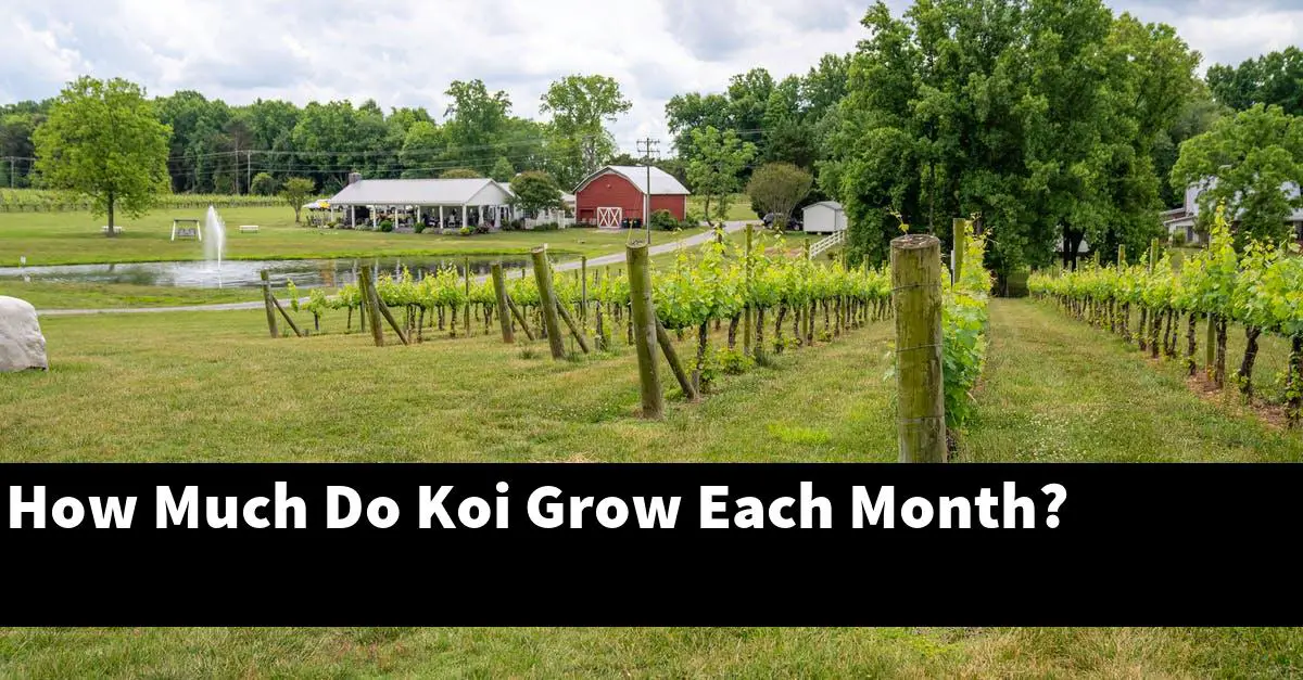 How Much Do Koi Grow Each Month?