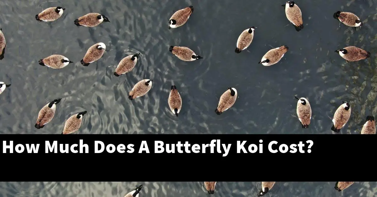 How Much Does A Butterfly Koi Cost?