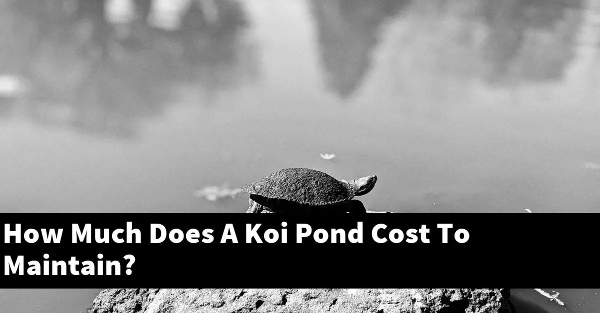 How Much Does A Koi Pond Cost To Maintain?