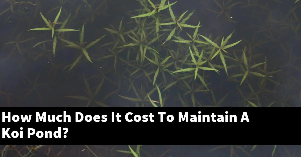 How Much Does It Cost To Maintain A Koi Pond?