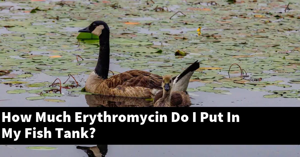 How Much Erythromycin Do I Put In My Fish Tank?
