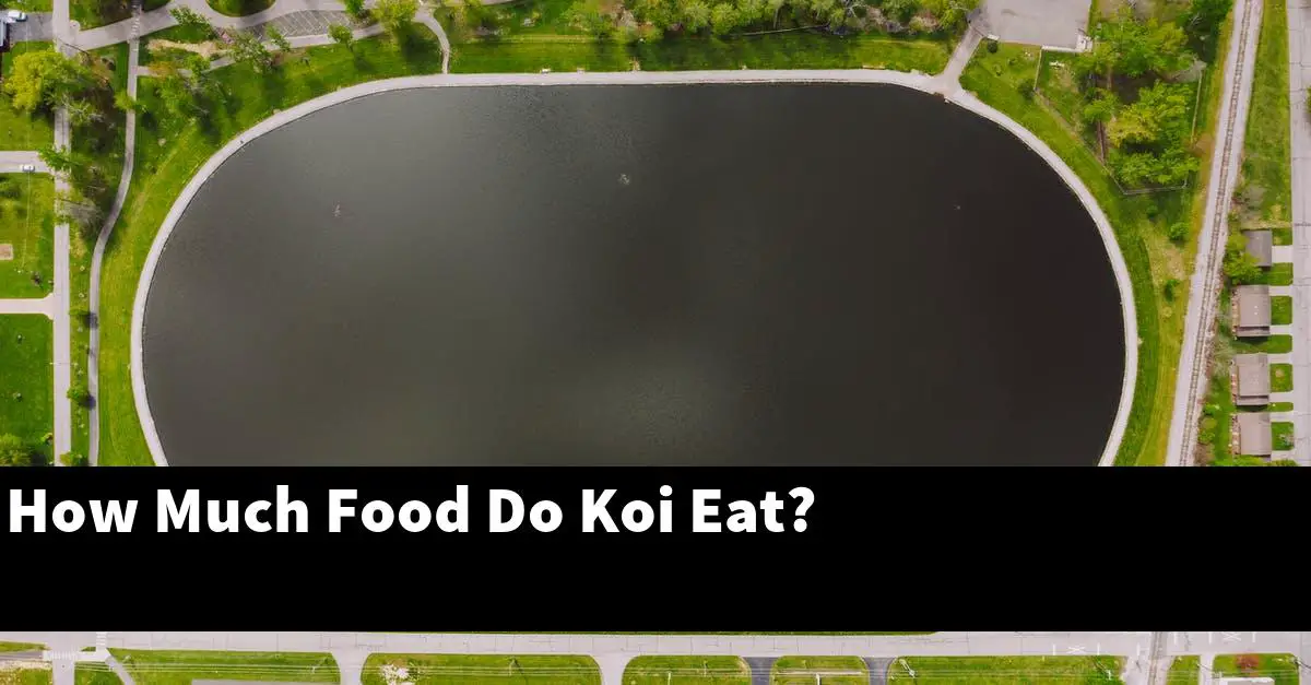 How Much Food Do Koi Eat?